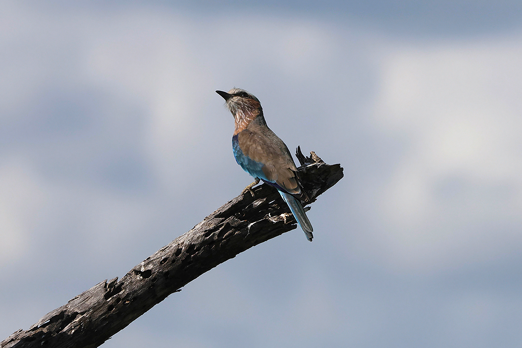 Purple Roller