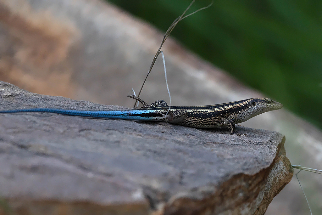 Rainbow Skink