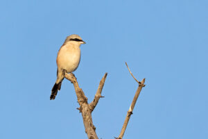 Red backed Shrikes