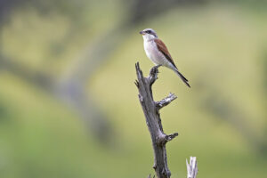 Red backed Shrikes