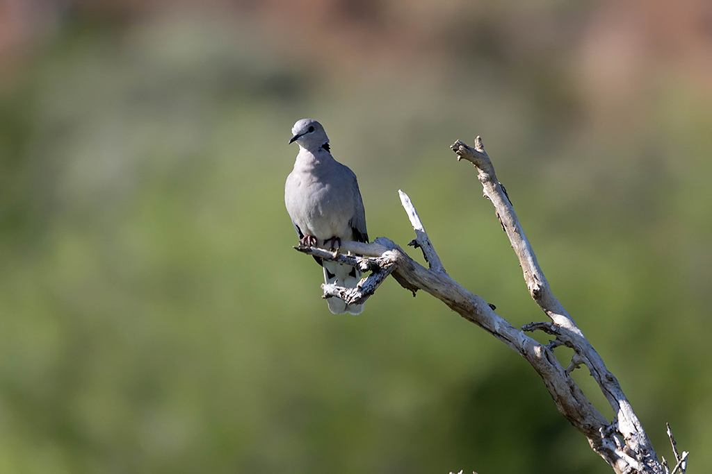 Ring necked Dove