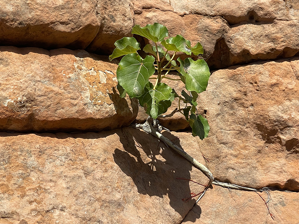 Rock Fig