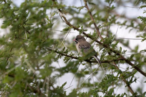 Scaly Feathered Weaver