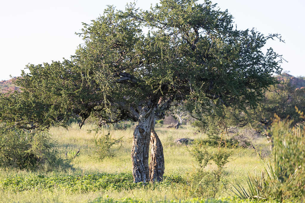 Shepherds Tree