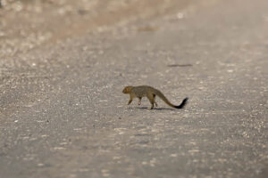 Slender Mongoose
