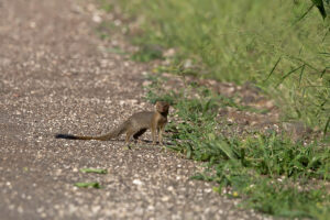 Slender Mongoose
