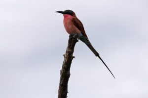 Southern Carmine Bee eater