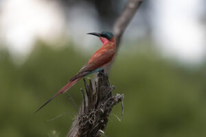 Southern Carmine Bee eater