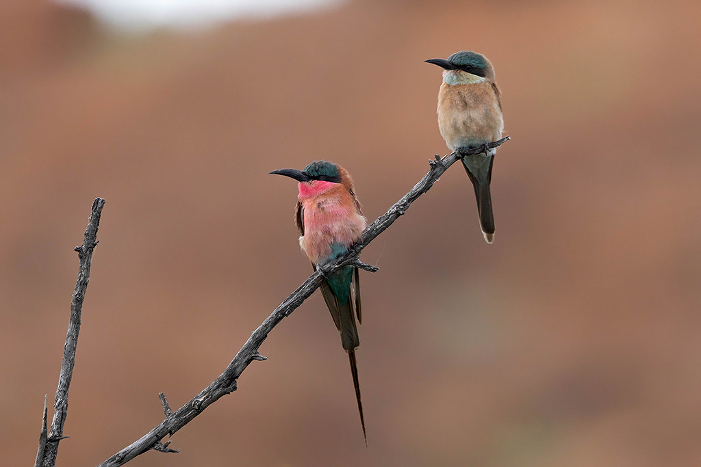 Southern Carmine Bee eater