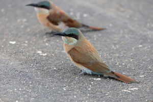 Southern Carmine Bee eater