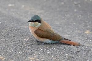 Southern Carmine Bee eater