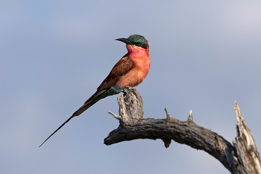 Southern Carmine Bee-eater