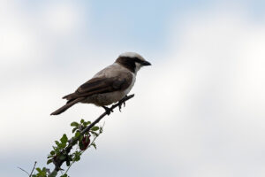 Southern White crowned Shrike