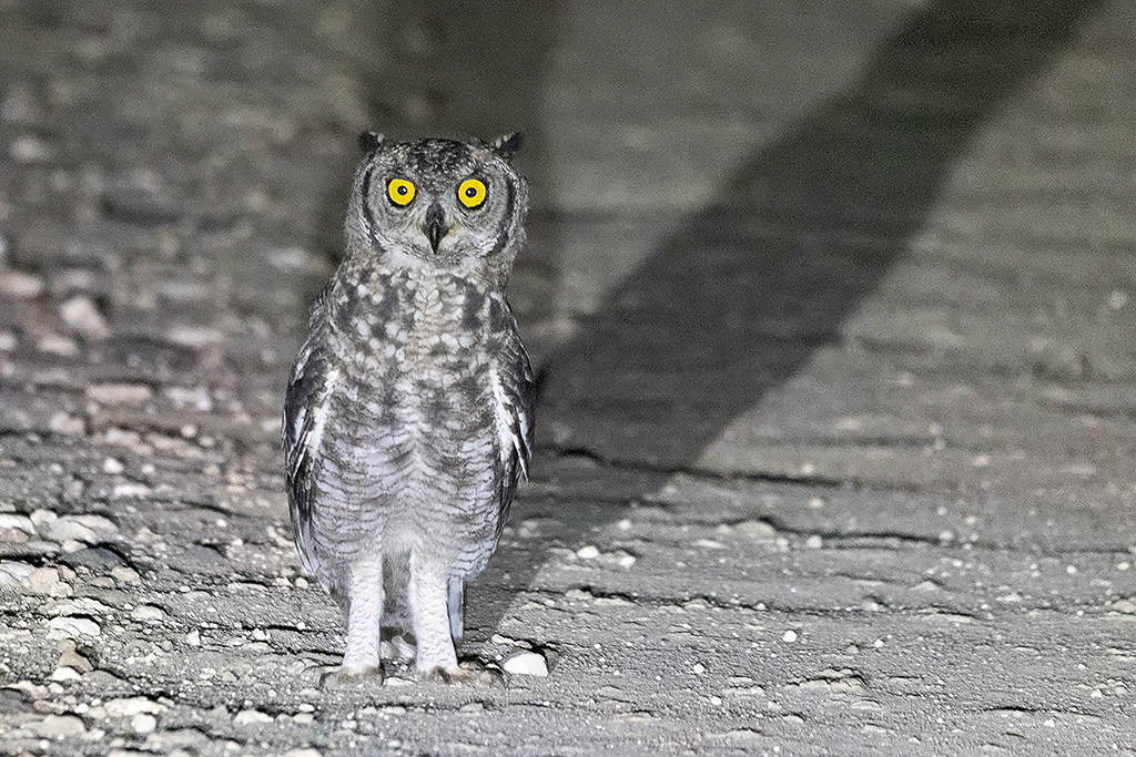 Spotted Eagle Owl
