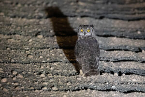 Spotted Eagle Owl