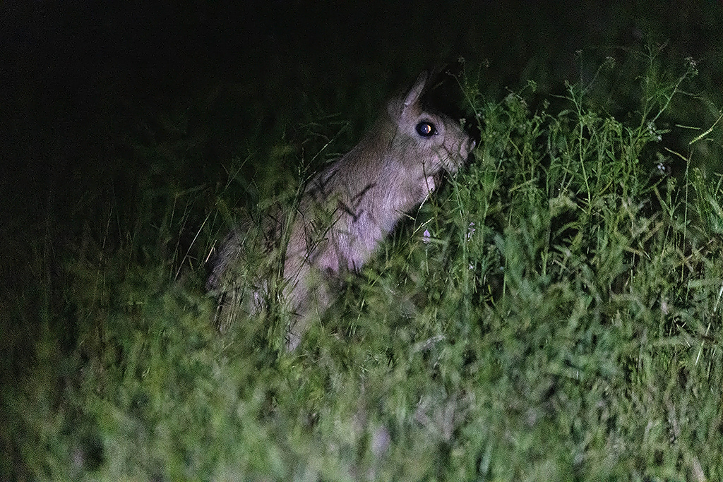 Spring Hare