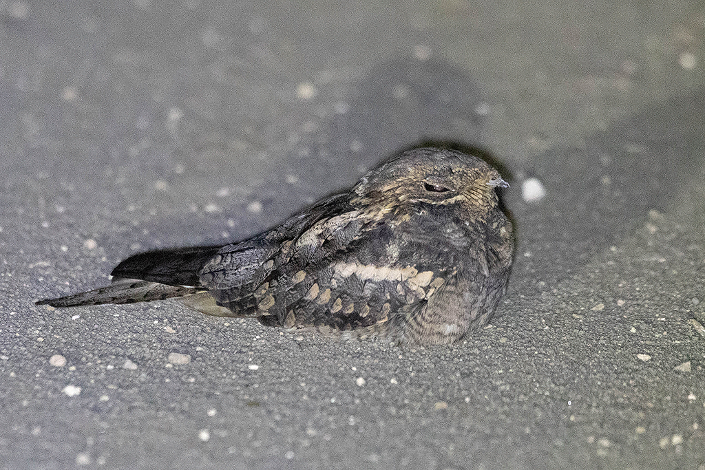 Square Tailed Nightjar