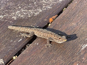 Stevensons Dwarf Gecko
