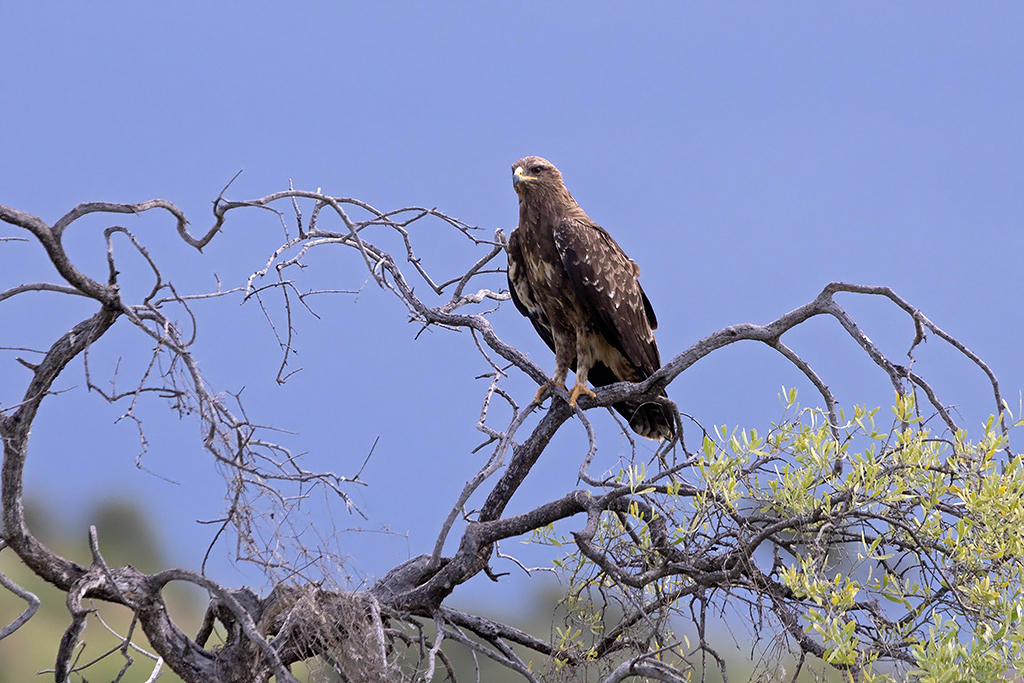 Tawny Eagle