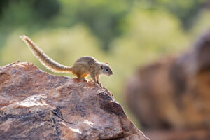 Tree Squirrel