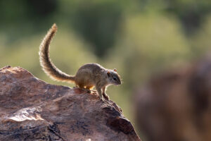 Tree Squirrel