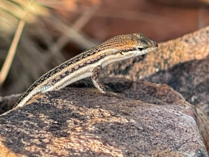 Variable Skink