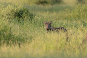 Warthog