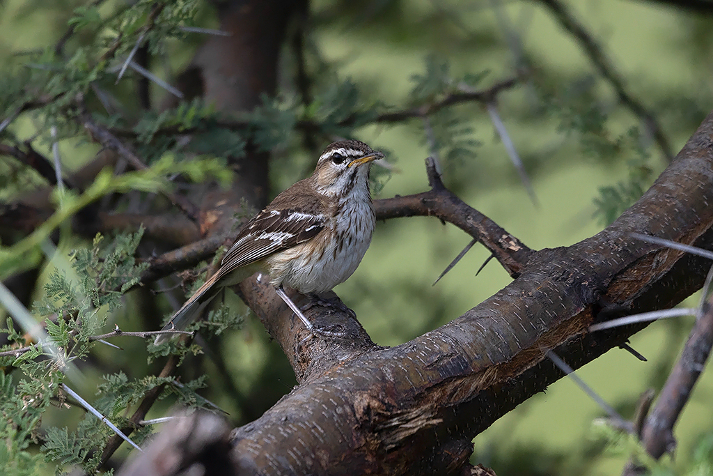 White-browed Scrub-robin