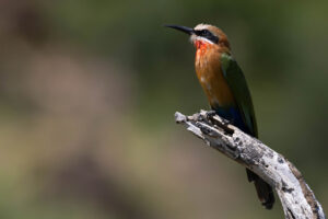 White-fronted Bee-eater