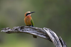 White-fronted Bee-eater