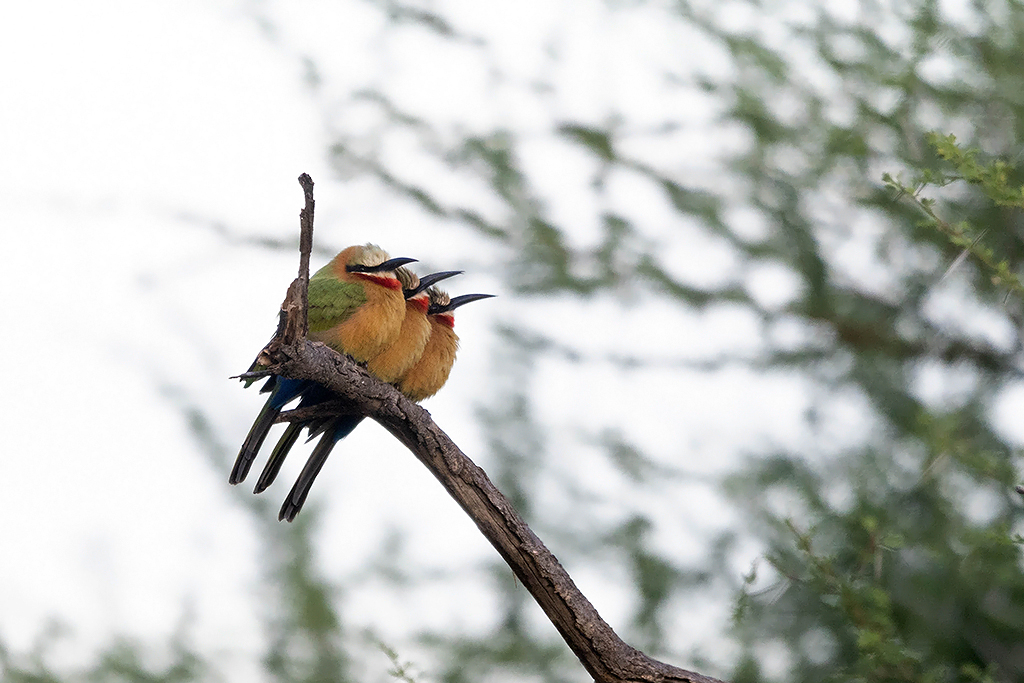 White-fronted Bee-eater