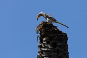 Yellow-billed Hornbill