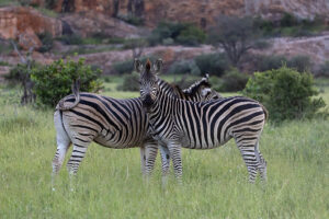 Zebra
