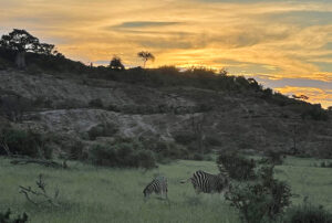 Zebra