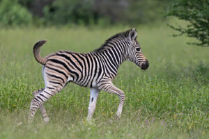 Zebra