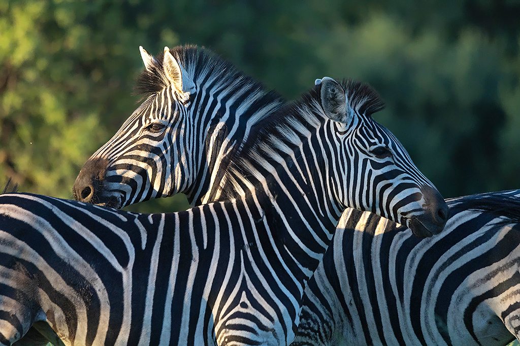 Zebra