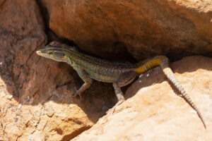 Zimbabwe Flat Lizard