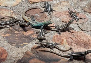 Zimbabwe Flat Lizard