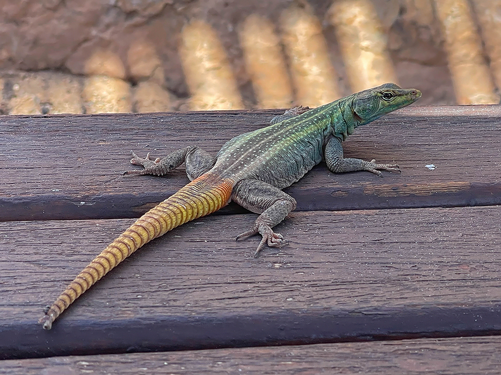 Zimbabwe Flat Lizard